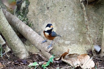 2022年10月22日(土) 近所の野鳥観察記録