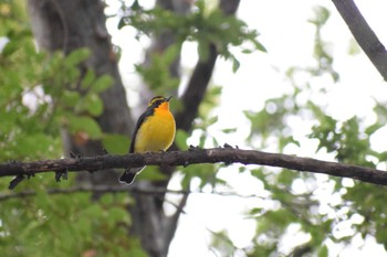 キビタキ 久宝寺緑地公園 2022年10月22日(土)