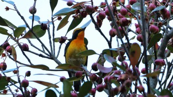 Narcissus Flycatcher 東京都多摩地域 Thu, 10/20/2022