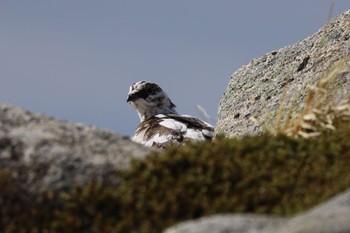 Rock Ptarmigan 木曽駒ヶ岳 Sat, 10/22/2022