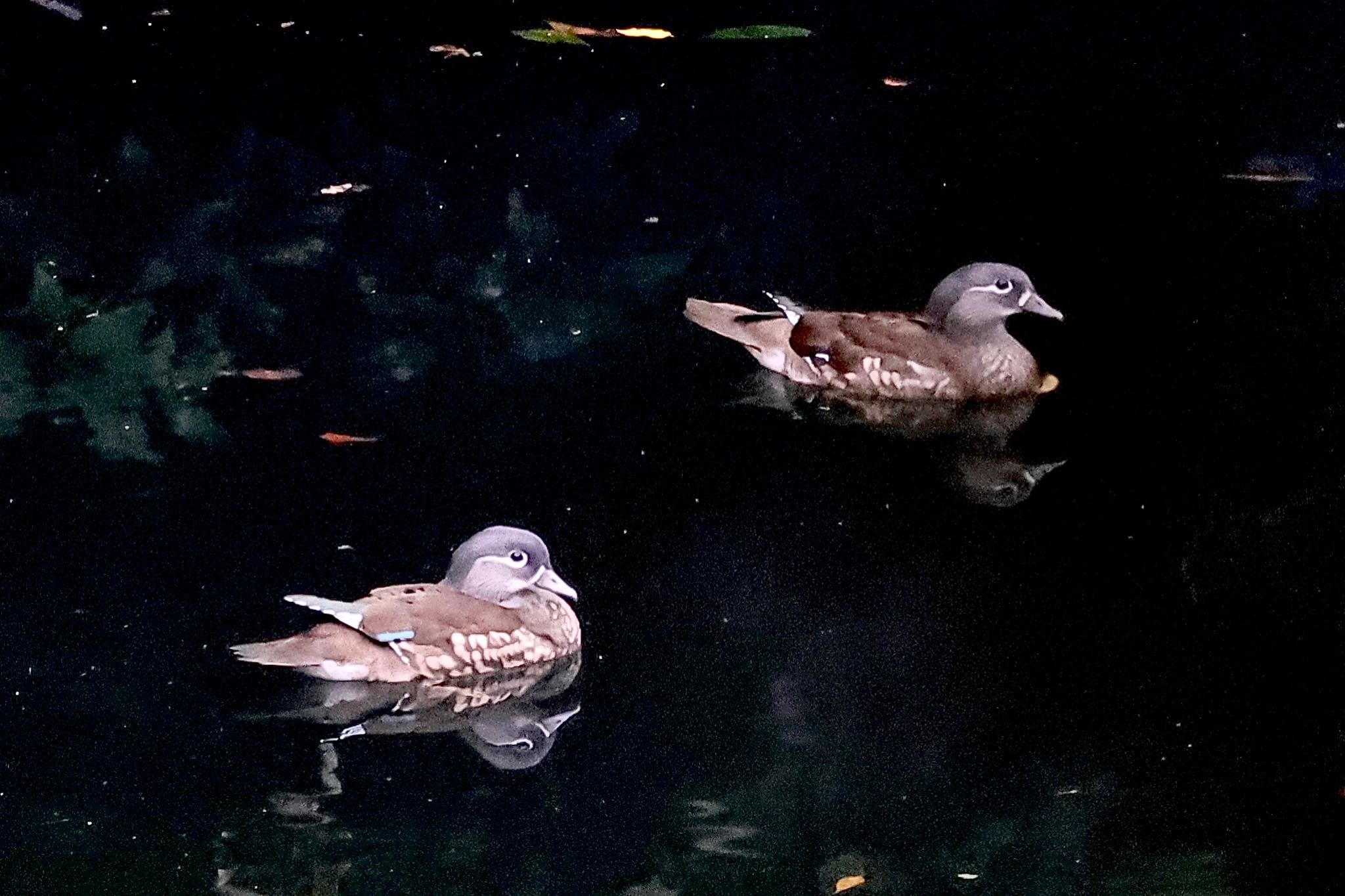 Photo of Mandarin Duck at  by ささりん