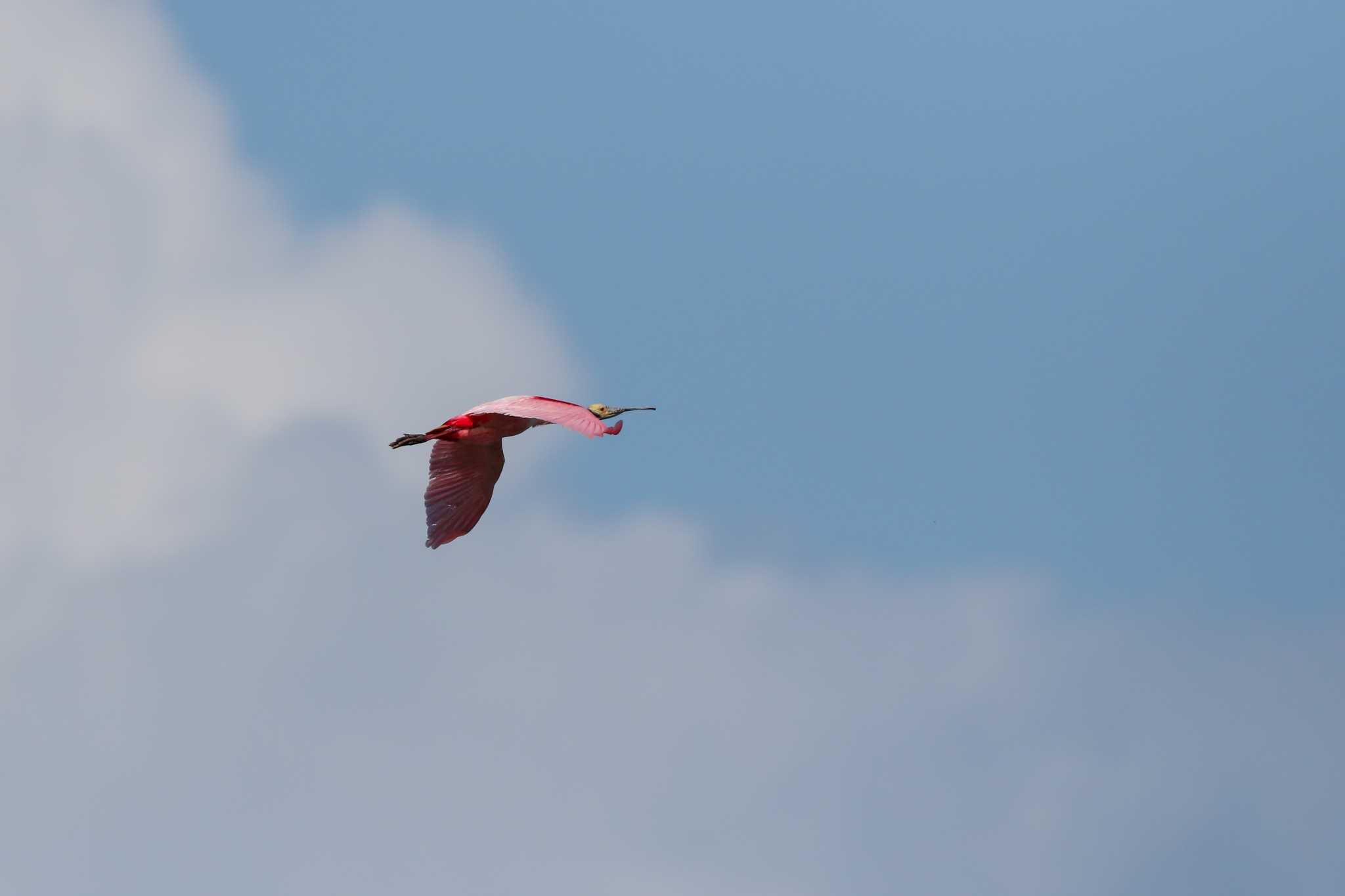 Photo of Roseate Spoonbill at Rio Lagartos by Trio