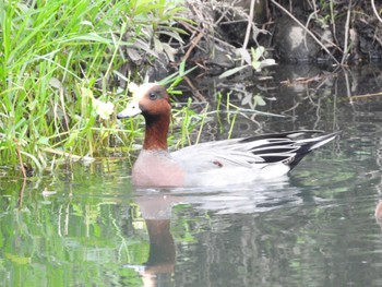 2022年10月22日(土) 芝川の野鳥観察記録