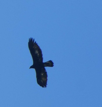 Golden Eagle Unknown Spots Sun, 10/2/2022