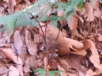 Eurasian Wren 栃木県　みかも山 Sun, 1/17/2016