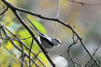 シマエナガ 北大研究林(北海道大学苫小牧研究林) 2022年10月22日(土)