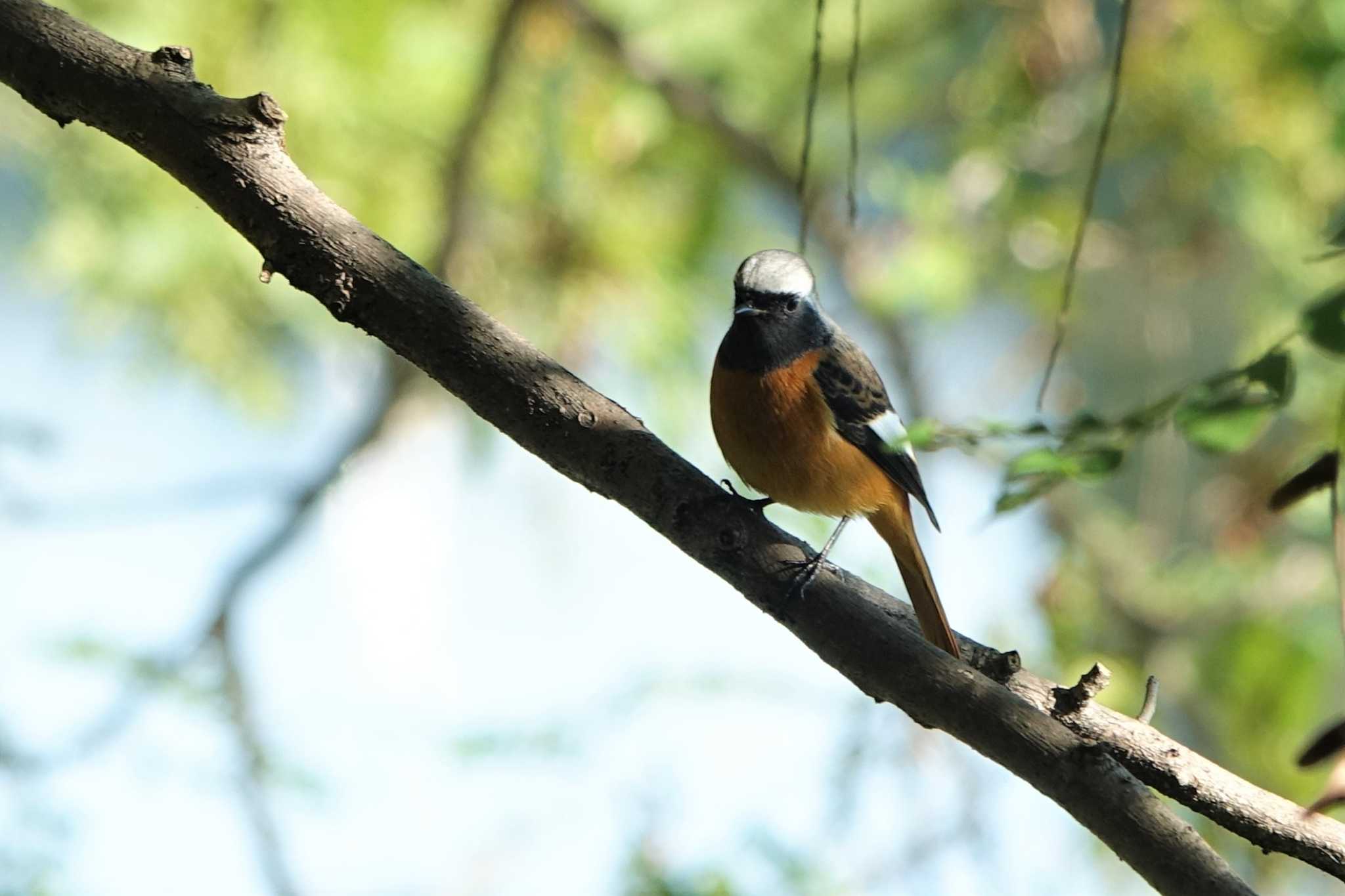 Daurian Redstart