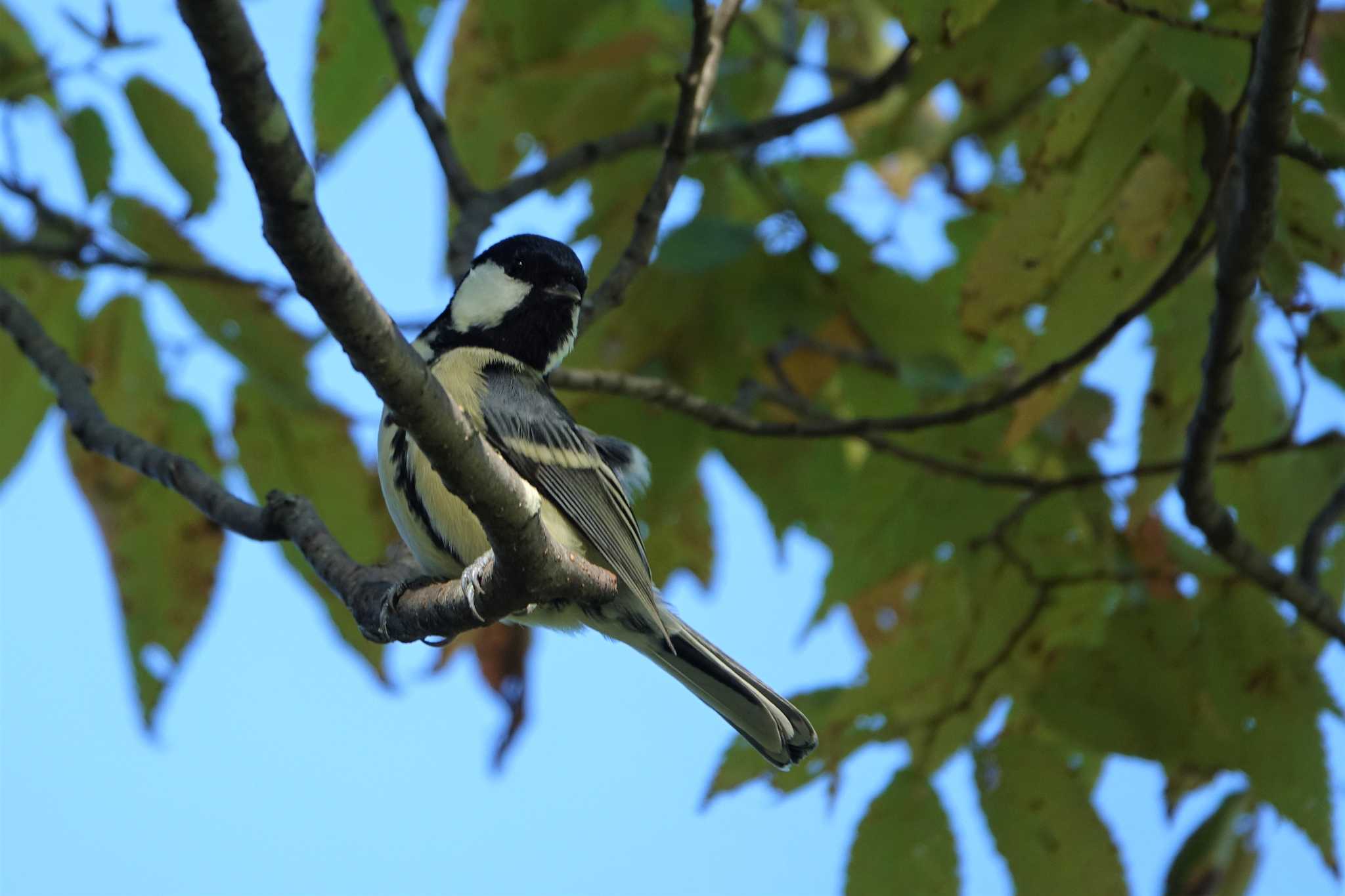 Japanese Tit