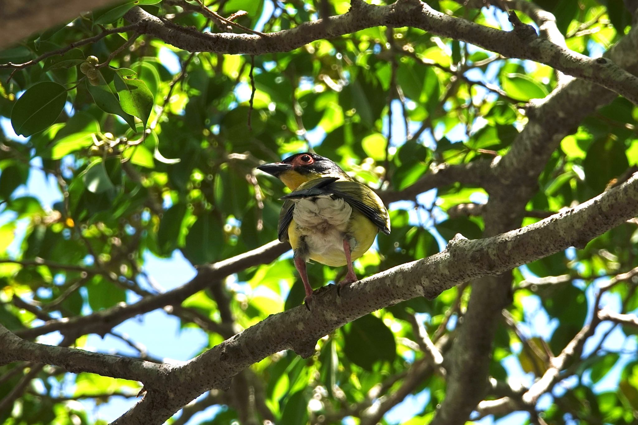 Australasian Figbird