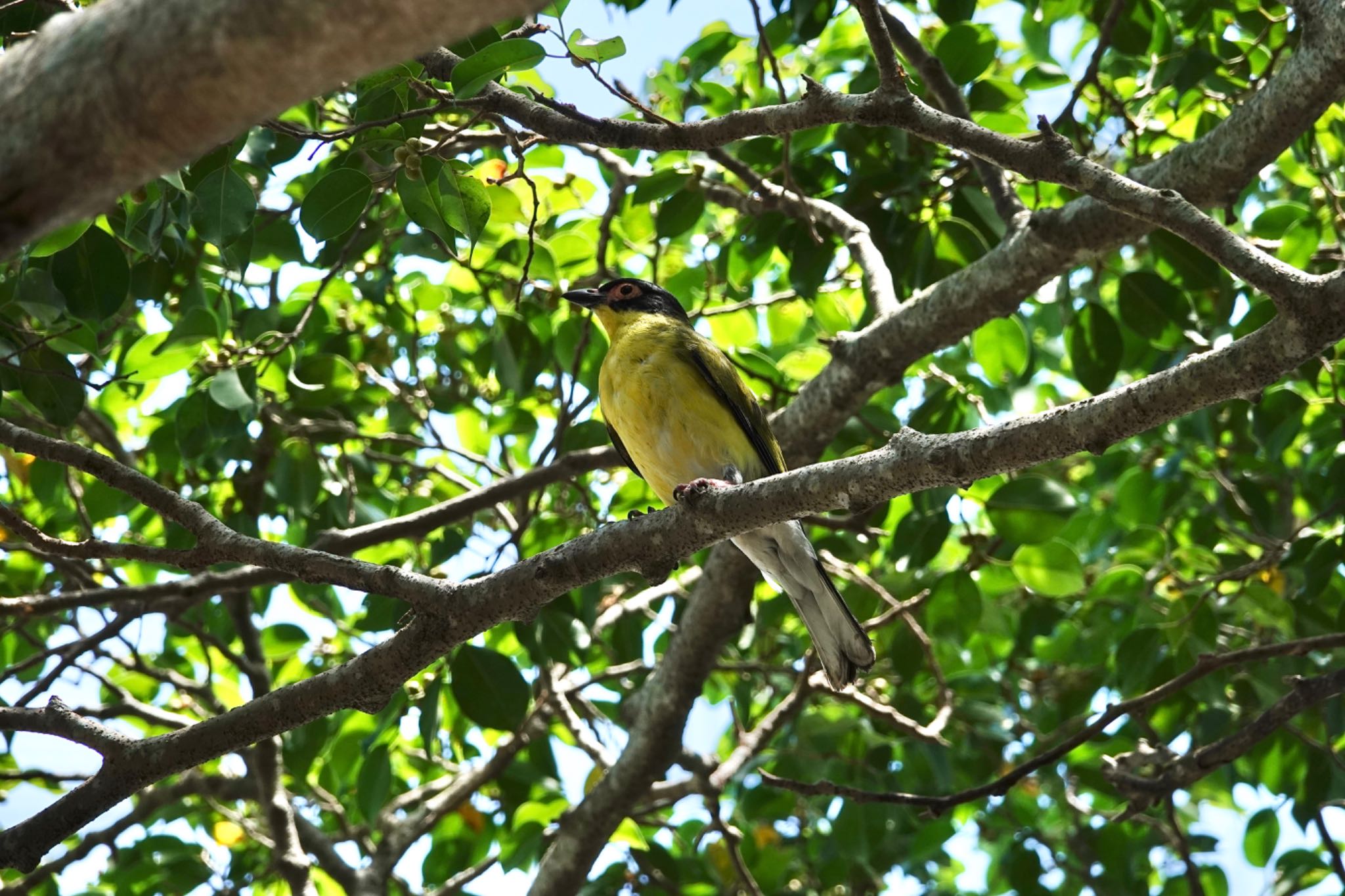 Australasian Figbird