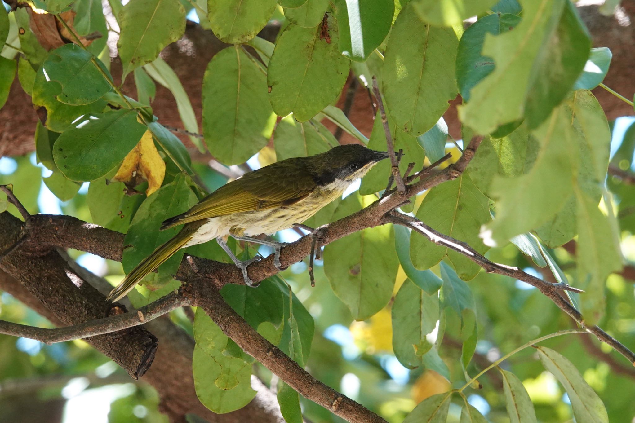 Varied Honeyeater