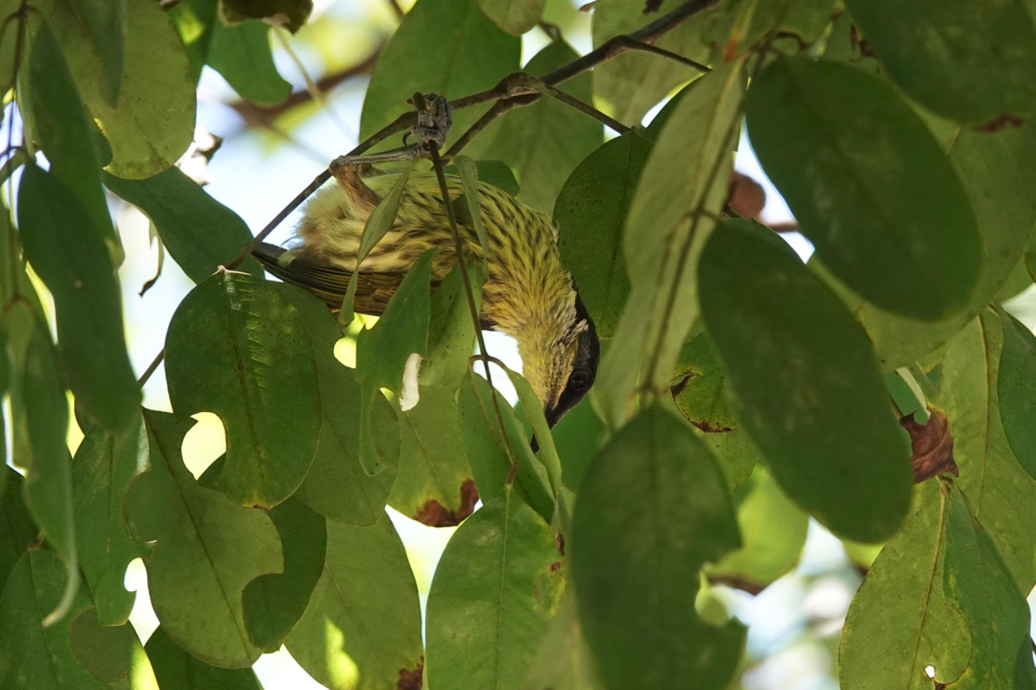 Varied Honeyeater