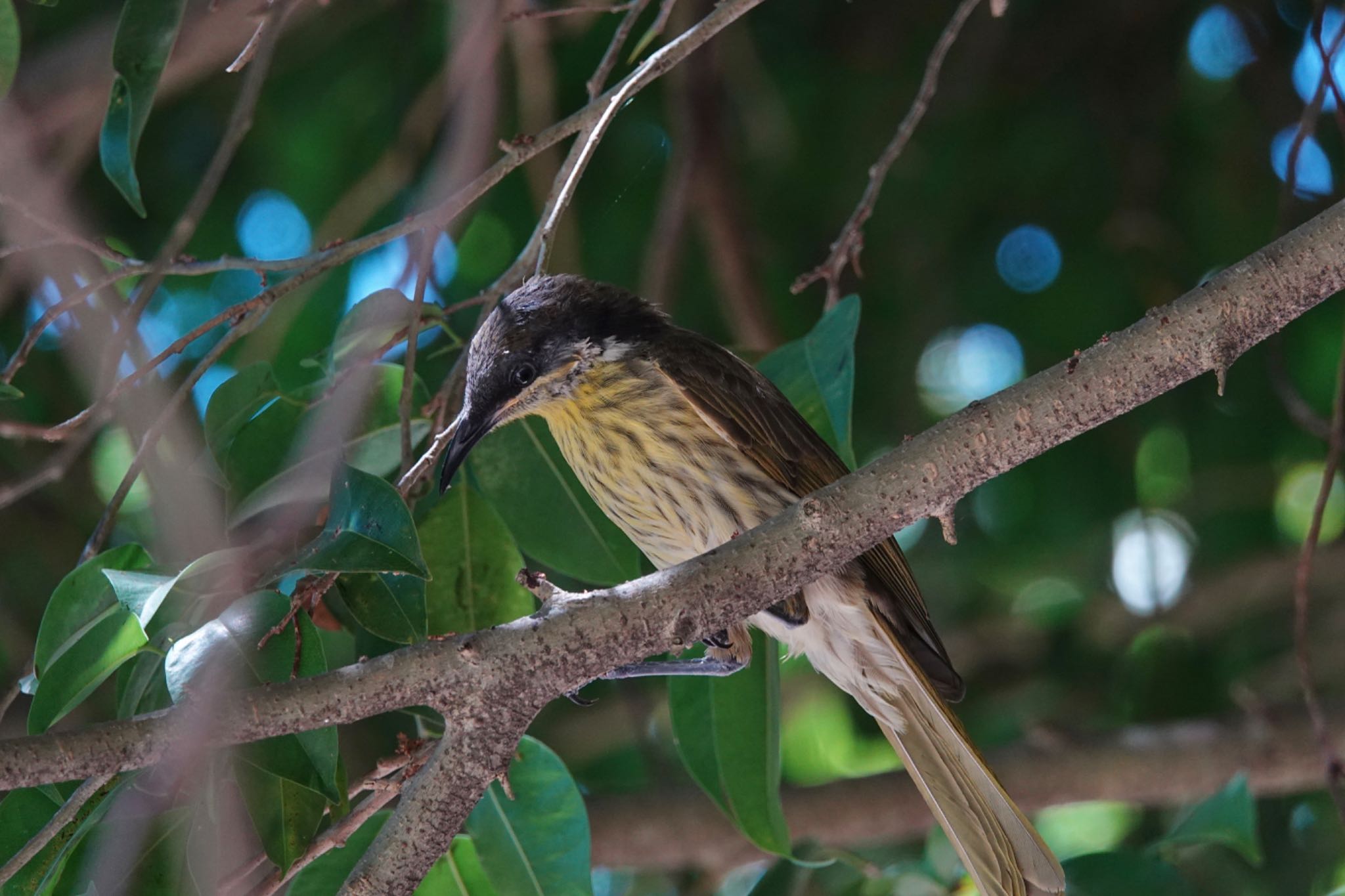 Varied Honeyeater