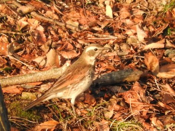 Dusky Thrush 栃木県　みかも山 Sun, 1/17/2016