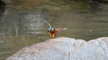 Common Kingfisher 武田尾 Sat, 10/22/2022