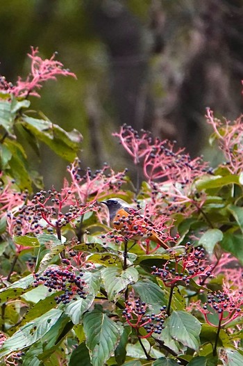 ジョウビタキ 東京都立桜ヶ丘公園(聖蹟桜ヶ丘) 2022年10月22日(土)