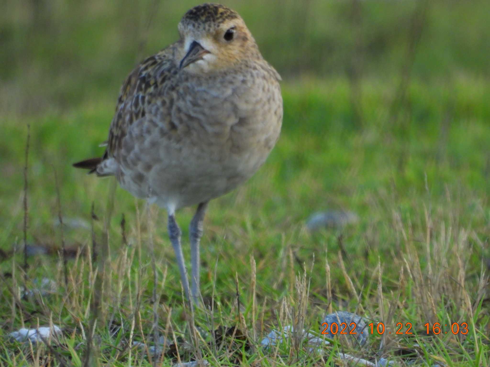 Photo of Pacific Golden Plover at 沖縄県恩納村字真栄田 by minami 