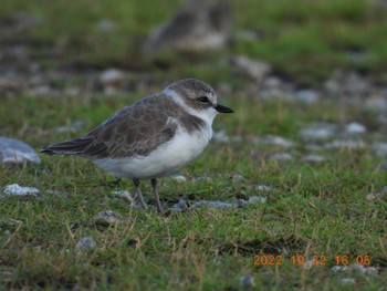 Kentish Plover 沖縄県恩納村字真栄田 Sat, 10/22/2022