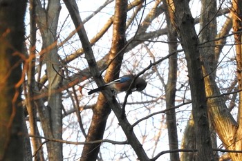 カケス 栃木県　みかも山 2016年1月17日(日)