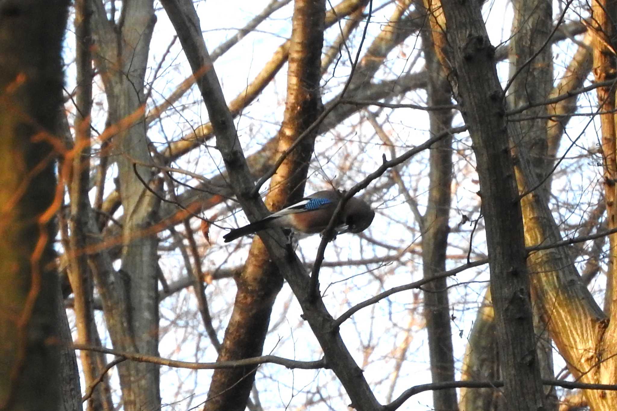 Photo of Eurasian Jay at 栃木県　みかも山 by こぶ