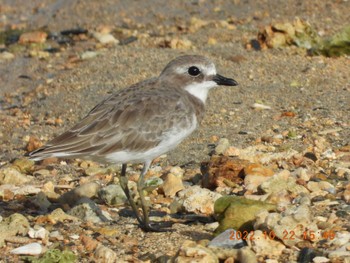 Siberian Sand Plover 沖縄県恩納村字真栄田 Sat, 10/22/2022