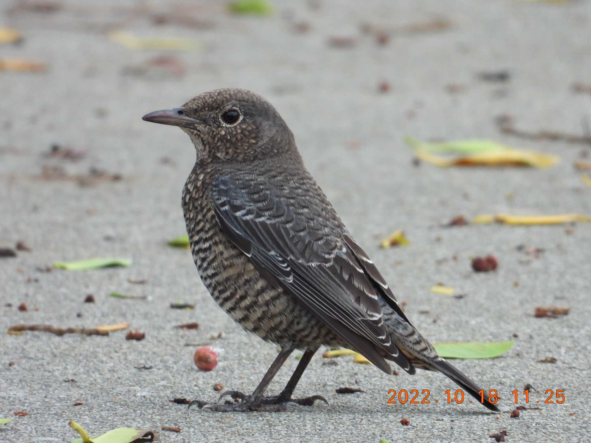 Photo of Blue Rock Thrush at 沖縄県恩納村字真栄田 by minami 