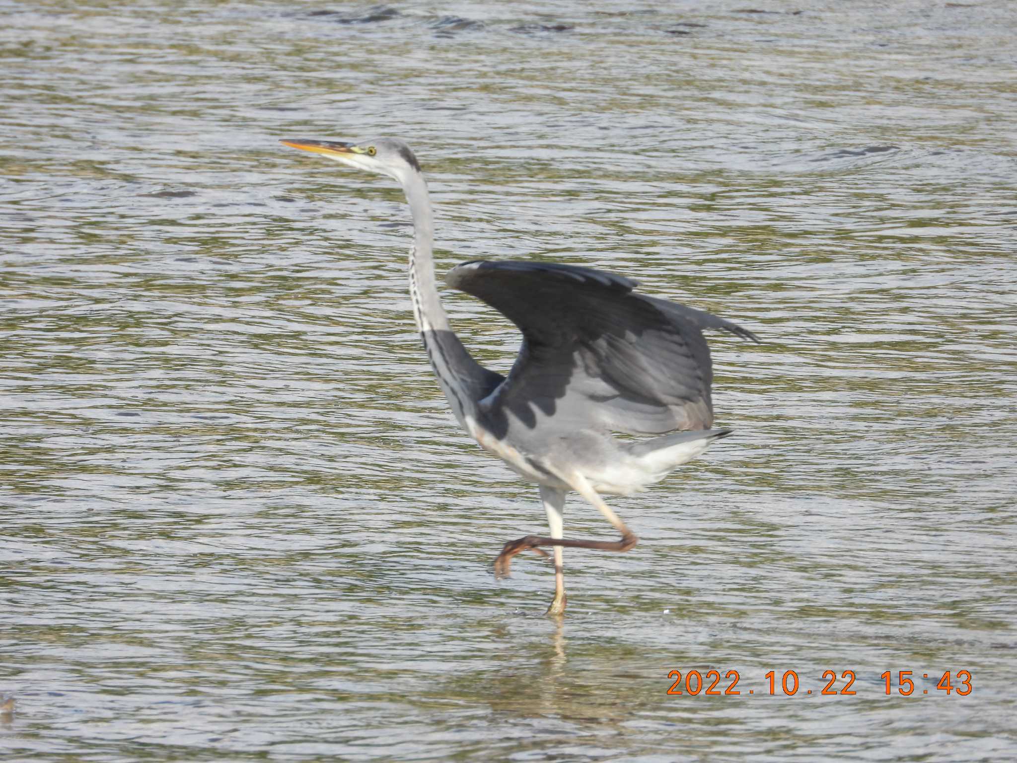 Photo of Grey Heron at 沖縄県恩納村字真栄田 by minami 