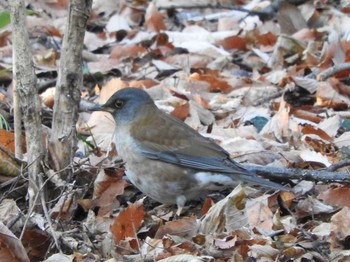 Pale Thrush 栃木県　みかも山 Sun, 1/17/2016