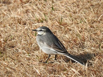 White Wagtail 栃木県　みかも山 Sun, 1/17/2016