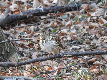 White's Thrush 栃木県　みかも山 Sun, 1/17/2016