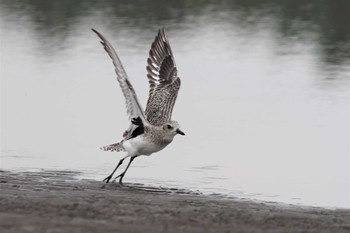 2022年10月22日(土) ふなばし三番瀬海浜公園の野鳥観察記録