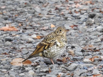 White's Thrush 栃木県　みかも山 Sun, 1/17/2016