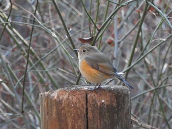 Red-flanked Bluetail 栃木県　みかも山 Sun, 1/17/2016