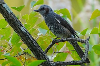 Brown-eared Bulbul 千里南公園 Sat, 10/22/2022