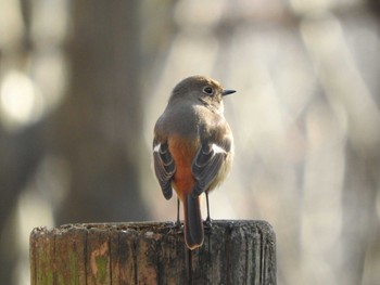 Daurian Redstart 栃木県　みかも山 Sun, 1/17/2016