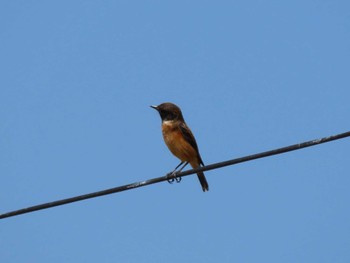 African Stonechat マニプール Fri, 10/21/2022