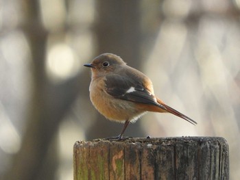 Daurian Redstart 栃木県　みかも山 Sun, 1/17/2016