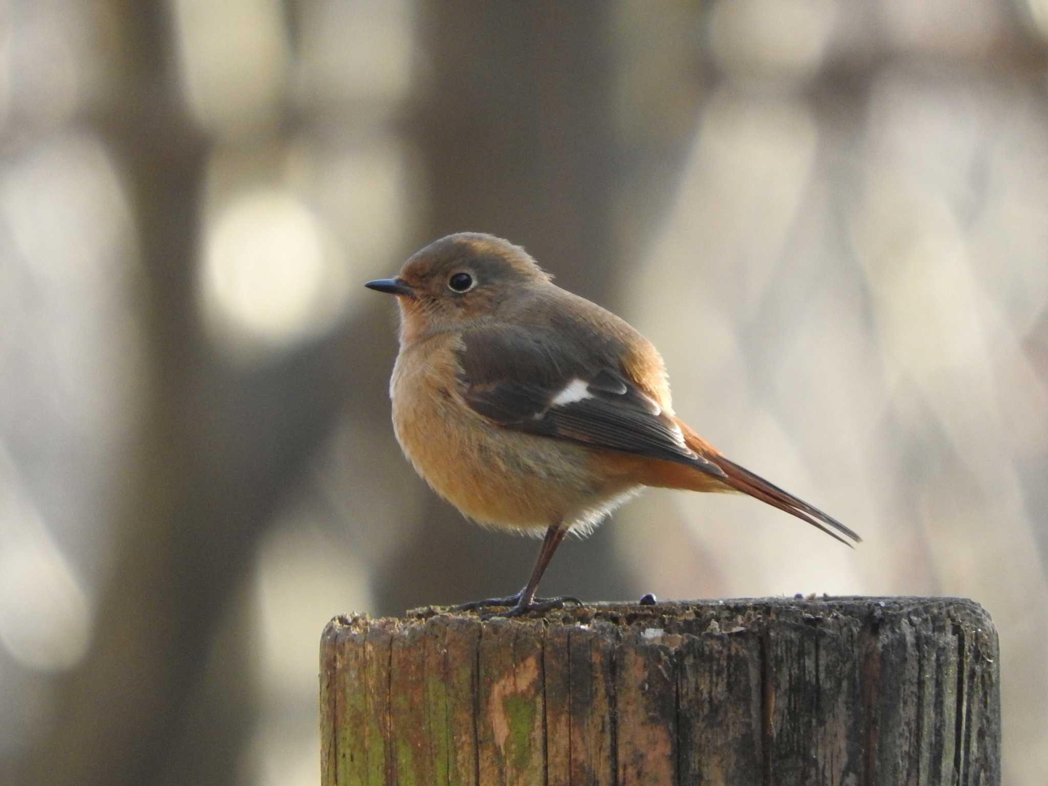 Photo of Daurian Redstart at 栃木県　みかも山 by こぶ