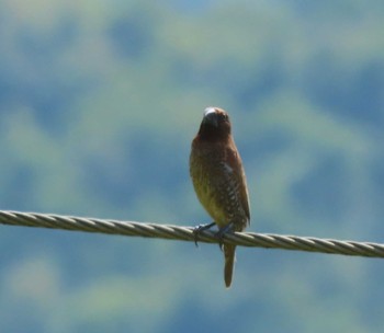 Scaly-breasted Munia マニプール Fri, 10/21/2022