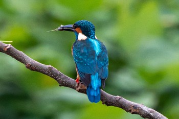 Common Kingfisher 静岡県 Sat, 10/22/2022