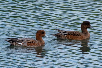 Eurasian Wigeon 静岡県 Sat, 10/22/2022