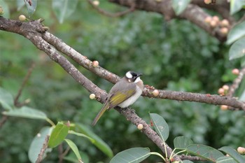 Light-vented Bulbul 沖縄県豊見城市 Unknown Date