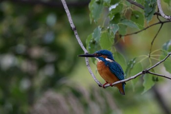 2022年10月22日(土) 千里南公園の野鳥観察記録