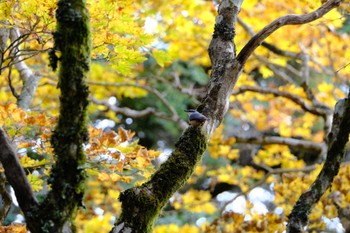 ゴジュウカラ 大台ヶ原 2022年10月22日(土)