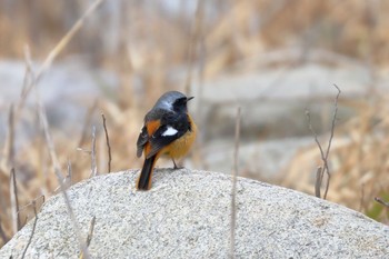 ジョウビタキ 佐賀県佐賀市 2018年1月24日(水)