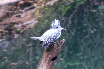 2022年10月22日(土) 早戸川林道の野鳥観察記録