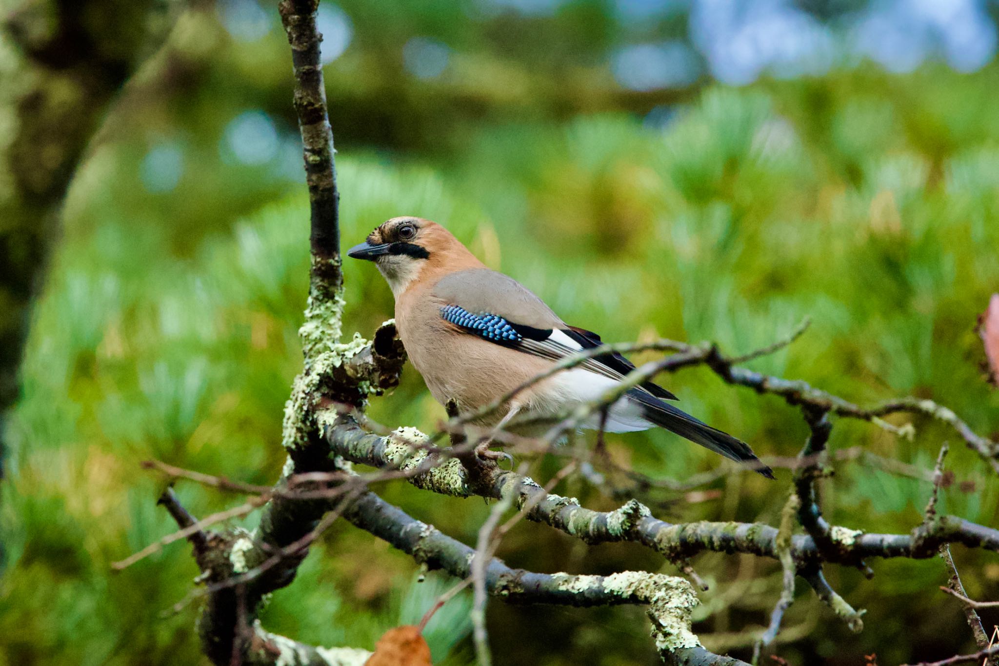 Photo of Eurasian Jay(brandtii) at Tomakomai Experimental Forest by ウレシカ