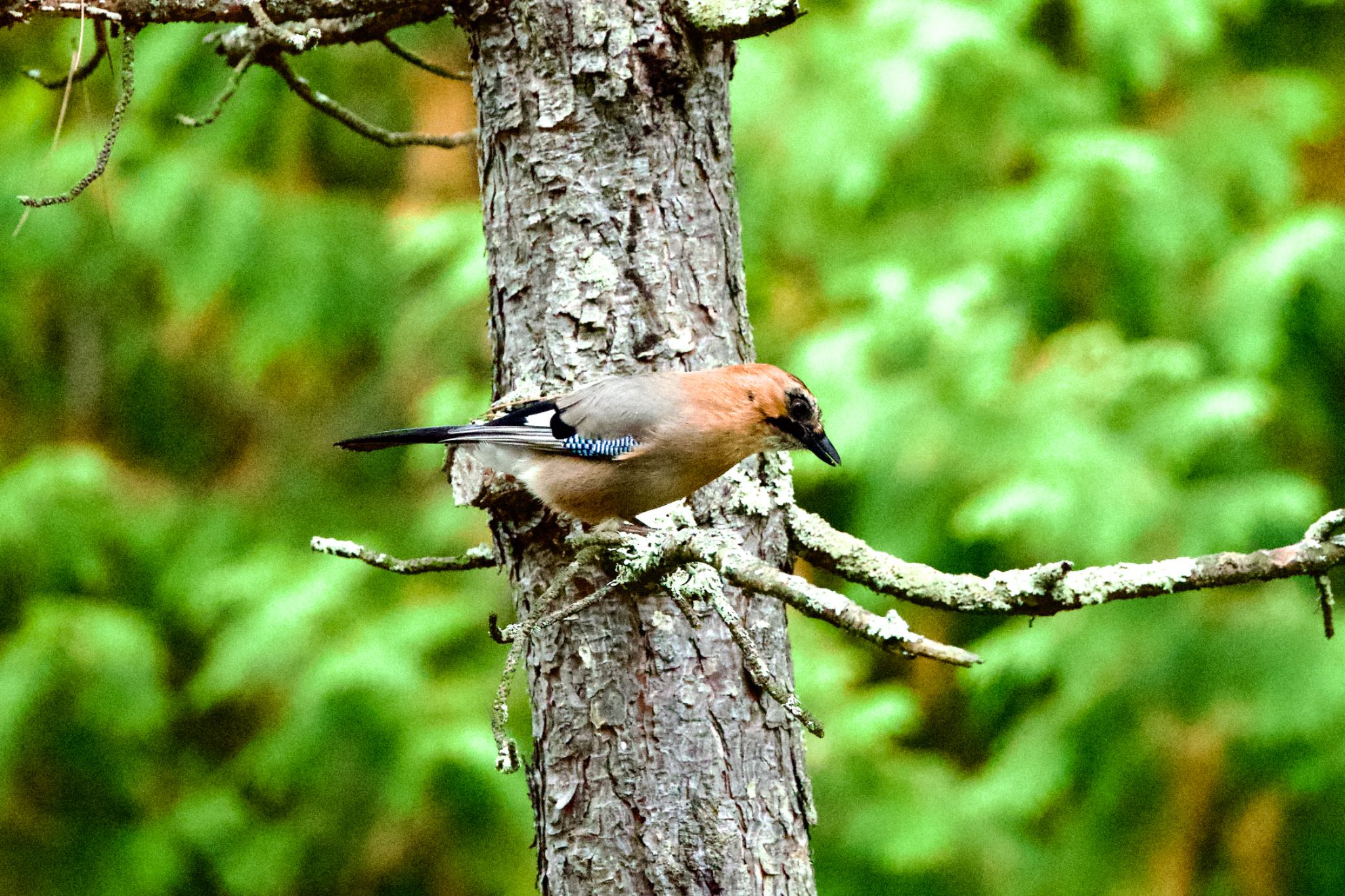 Photo of Eurasian Jay(brandtii) at Tomakomai Experimental Forest by ウレシカ