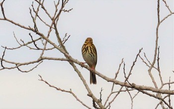 2022年10月22日(土) 勅使池(豊明市)の野鳥観察記録