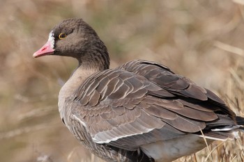 カリガネ 場所が不明 2018年2月11日(日)